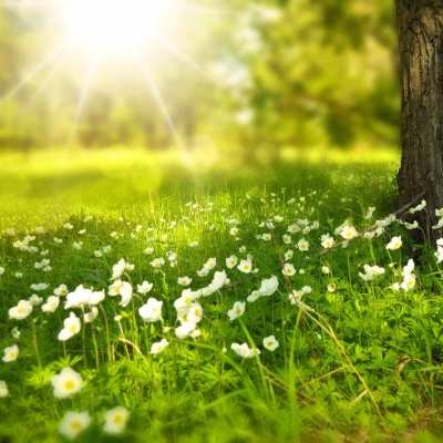 cropped-spring-tree-flowers-meadow-60006